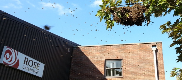 Nest of Bees