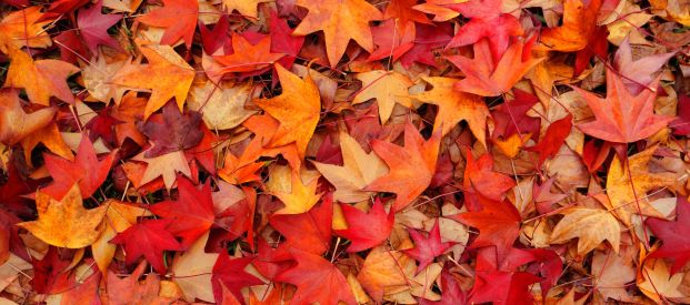 What's The Difference Between Meteorological and Astronomical Autumn?