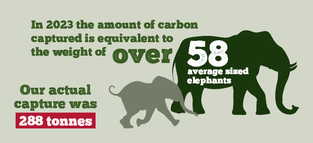 Tree Planting to Capture Carbon