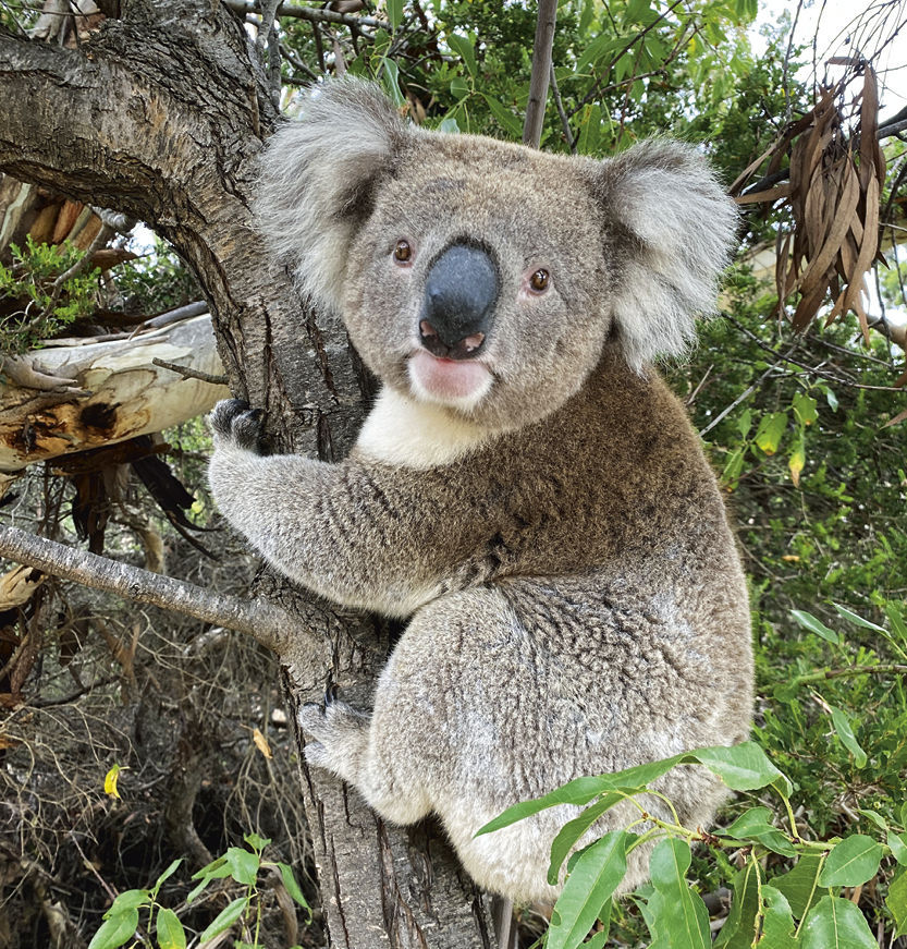 Promotional Wildlife Calendars